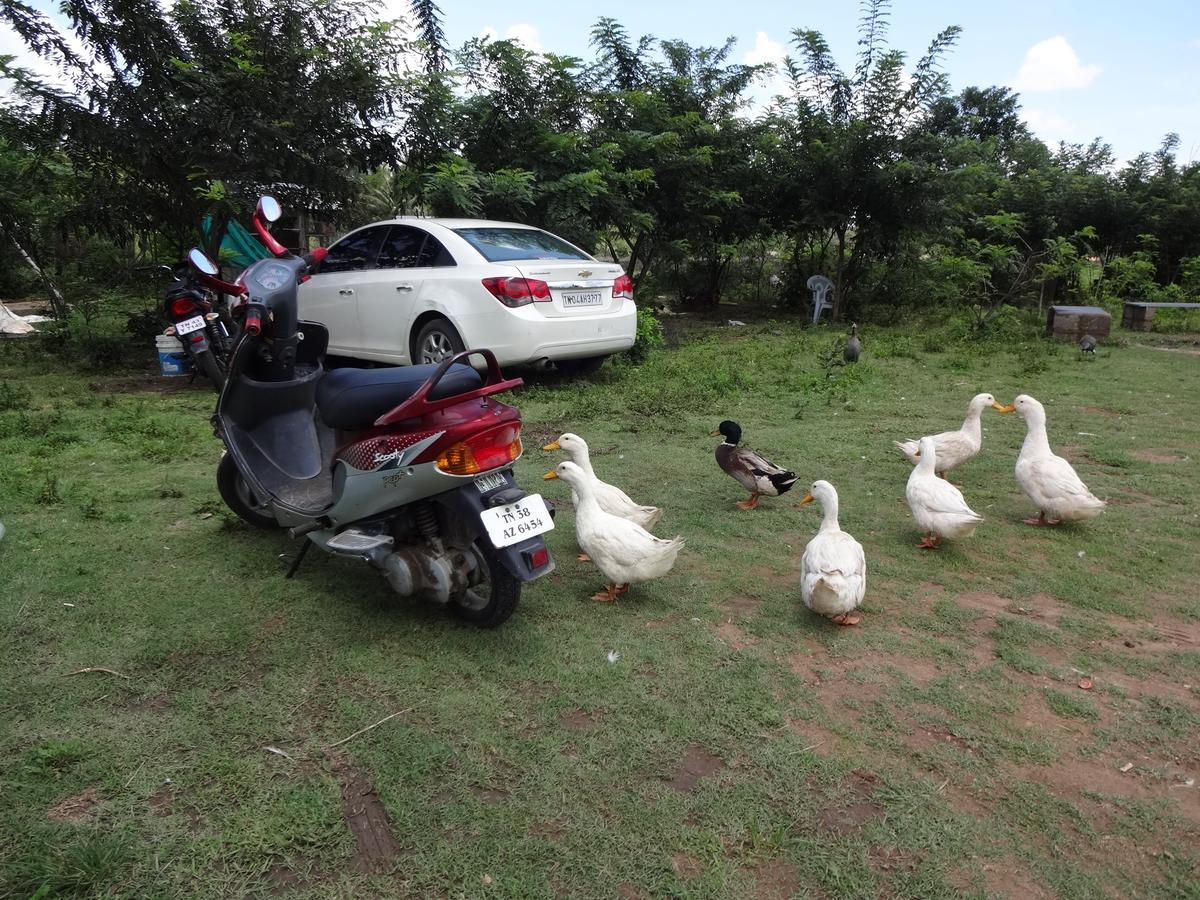 Green Hills Farm And Guest House มาสินากุดี ภายนอก รูปภาพ